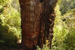 Phát hiện cây cổ thụ 'cao tuổi' nhất thế giới còn sống tại Nam Mỹ