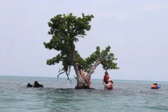 Mạng xã hội đang giết chết “cây cô đơn” lừng danh của Thái Lan