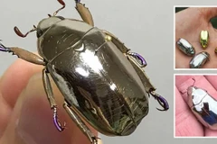 Phần vỏ sáng bóng rất đặc biệt của bọ cánh cứng Chrysina limbata. (Nguồn: Oddity Central)