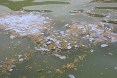 Hồ Vai Miếu hay còn gọi là hồ Gò Miếu, thuộc địa phận xã Ký Phú, huyện Đại Từ, tỉnh Thái Nguyên là một công trình thuỷ lợi lớn, phục vụ nước tưới cho cánh đồng 500ha thuộc nhiều xã khu vực chân dãy núi Tam Đảo. (Ảnh: Quân Trang/TTXVN)