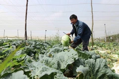 Một nhà vườn thu hoạch bắp cải. (Ảnh: Nguyễn Dũng/TTXVN)