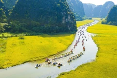 Dòng Ngô Đồng vàng rực đón du khách trong và ngoài nước đến tham quan. (Ảnh: Minh Đức/TTXVN)