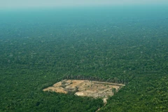 Khoảng rừng bị chặt phá ở khu vực Tây Amazon, Brazil, ngày 22/9/2017. (Ảnh: AFP/ TTXVN)