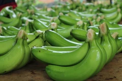 Chuối Laba được tuyển chọn kỹ càng trước khi đóng gói đưa đi xuất khẩu. (Ảnh: Nguyễn Dũng/TTXVN)