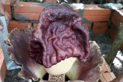 Hoa cây khoai nưa mọc trong sân nhà ông Danh Tóc. (Ảnh: Lê Sen/TTXVN)