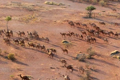 Lạc đà tại miền Trung Australia. (Nguồn: barossaherald.com.au)