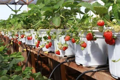 Cây dâu tây sinh trưởng và phát triển tốt ngay tại vùng đất nắng Ninh Thuận. (Ảnh: Nguyễn Thành/TTXVN)