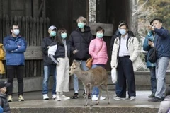 Người dân Nhật Bản đeo khẩu trang phòng dịch viêm phổi do virus corona chủng mới trong chuyến du xuân tại công viên Nara. (Ảnh: Kyodo/TTXVN)