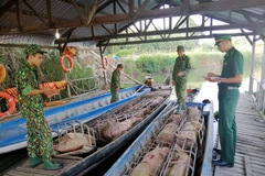 Cán bộ, chiến sỹ Đồn biên phòng Phú Hữu kiểm đếm số lợn vừa bắt giữ. (Ảnh: Công Mạo/TTXVN)