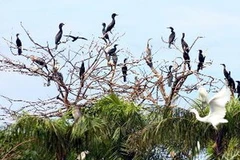 (Ảnh minh họa: Duy Khương/TTXVN)