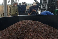 Lắp ráp, đưa vào hoạt động thiết bị chế biến cà phê ướt tại huyện Chư P Rông tỉnh Gia lai. (Ảnh: Sỹ Huynh/TTXVN) 