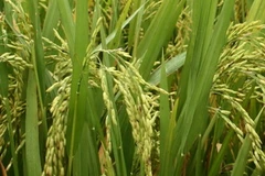 (Ảnh minh họa: Hồ Cầu/TTXVN)