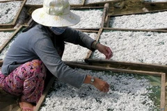 Ngư dân xã An Chấn (Phú Yên) phơi cá cơm ba lài. (Ảnh: Thế Lập/TTXVN)