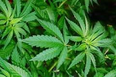 Canada thắt chặt quản lý sử dụng cần sa trong y tế