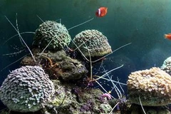 (Ảnh minh họa: Anh Tuấn/TTXVN)