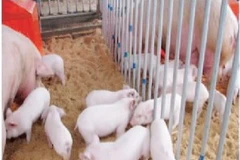 Ảnh minh họa. (Nguồn: Internet)