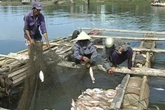 Cá chết trắng trên bè. (Nguồn: Thanh Niên)