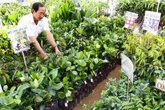 Cây giống ở Bến Tre. (Ảnh: Đình Huệ/TTXVN)