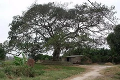 Gốc đa rìa làng Ó, nơi được cho là địa điểm trung tâm của Lễ hội chợ Âm dương. (Ảnh: Nguoihanoi.com.vn)