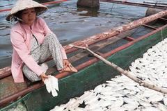 Cá chết trắng hồ. (Nguồn: baobinhduong.org.vn)