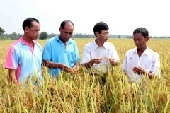 Chuyên gia Việt Nam trao đổi với nông dân bản Nongphong trước ngày thu hoạch. (Ảnh: Hoàng Chương/Vietnam+)