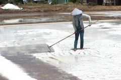 Diêm dân thu hoạch muối đầu vụ. (Ảnh: Huỳnh Sử/TTXVN)