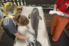 Nghiên cứu một con cá heo chết. (Nguồn: AP)