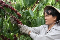 Thu hoạch càphê: (Ảnh: Trần Lê Lâm/TTXVN)