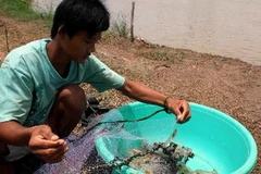 Tôm thẻ chân trắng. (Ảnh: An Đăng/TTXVN)