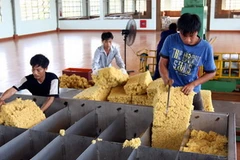 Xử lý mủ cao su. (Ảnh: Trọng Đức/TTXVN)