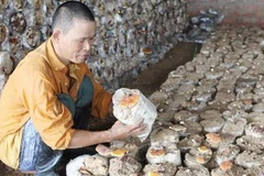 Trồng nấm linh chi. (Ảnh minh họa: Vũ Sinh/TTXVN)