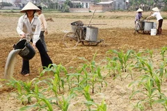 Cần đề phòng tình trạng thiếu nước và khô hạn trên diện rộng ở các nơi thuộc Bắc bộ. (Ảnh: Đình Huệ/TTXVN)