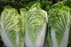 Rau cải thảo. (Nguồn: Agzone)