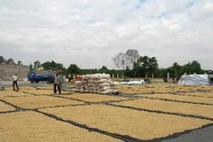 Phơi lúa sau thu hoạch tại Thị trấn Tịnh Biên, huyện Tịnh Biên. (Ảnh: Vương Thoại Trung- /TTXVN)