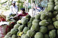 Sầu riêng ở Tiền Giang. (Ảnh: Đình Huệ/TTXVN)