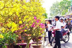 Mai vàng Phước Định tại chợ Tết ở thành phố Cần Thơ. (Nguồn: Qdnd.vn)