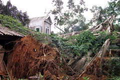 Cây đa hàng trăm năm tuổi bị bật gốc. (Nguồn: Baoyenbai.com.vn)