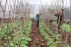 Trồng rau an toàn ở Phú Thọ. (Ảnh: Anh Tuấn/TTXVN)