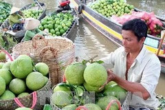 Thu mua bưởi Năm Roi. (Ảnh: Duy Khương/TTXVN)