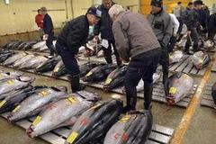 Những con cá ngừ tại chợ cá Tsukiji của Nhật. (Nguồn: AFP/TTXVN)