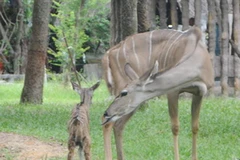 Linh dương sừng xoắn nhập khẩu từ châu Phi. (Ảnh: Dương Chí Tưởng/Vietnam+)