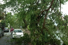 Lốc làm cây xanh gẫy đổ tại Huế. (Ảnh: Quốc Việt/Vietnam+)