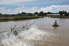 Nuôi tôm thẻ chân trắng tại Sóc Trăng. (Ảnh: An Đăng/TTXVN)