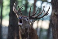 (Nguồn: AFP/TTXVN)