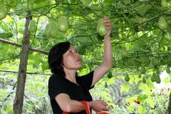 Thu hoạch su su của một hộ gia đình tại thị trấn Sa Pa. (Ảnh: Trần Việt/TTXVN)