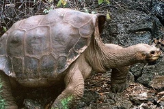 Rùa George tại Trung tâm nhân giống Charles Darwin ở đảo Santa Cruz. (Nguồn: EPA.)