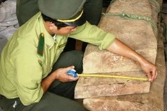 Gỗ sưa bị lâm tặc đốn hạ tại Quảng Bình. (Nguồn: Giadinh.net.vn)