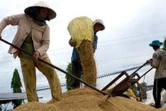 Thu hoạch lúa hè thu tại Hậu Giang. (Ảnh: Duy Khương/TTXVN)