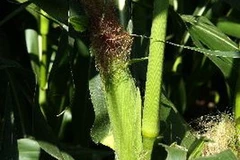 Ngô được trồng tại trang trại ở Wisconsin. (Nguồn: AFP/TTXVN)