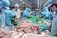 Chế biến cá tra xuất khẩu. (Ảnh: Duy Khương/TTXVN)